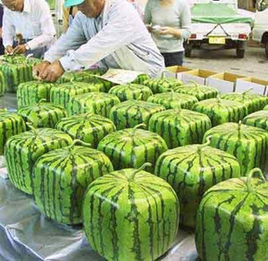 Square Watermelons